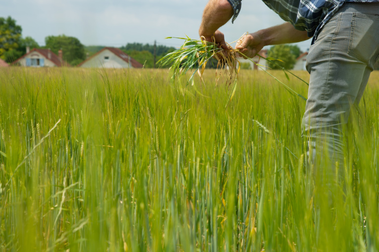 Lifescientific - Résistances aux fongicides céréales : la note commune 2021 est arrivée ! 