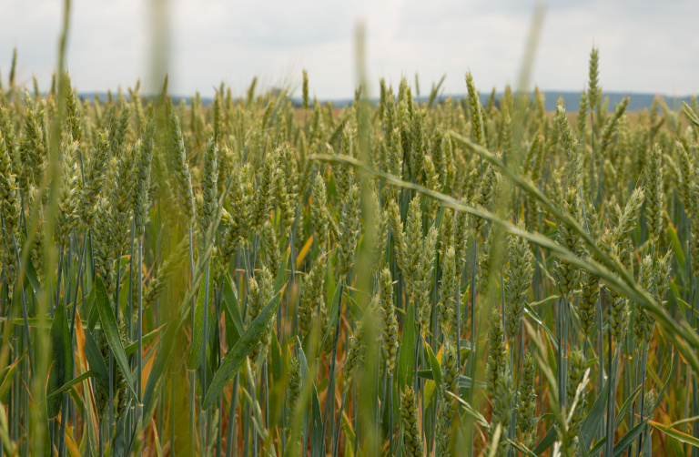 Lifescientific - CÉRÉALES À PAILLE : anticiper les interventions de printemps