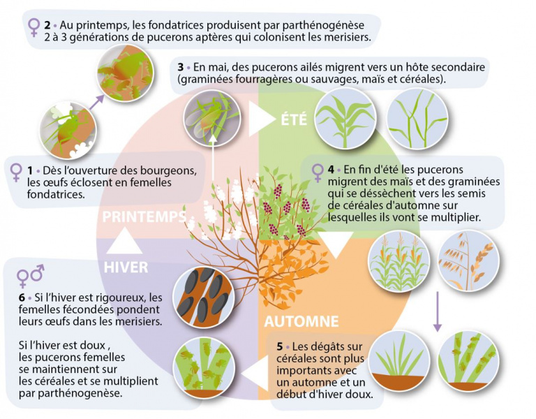 Lifescientific - 7- le cycle des pucerons