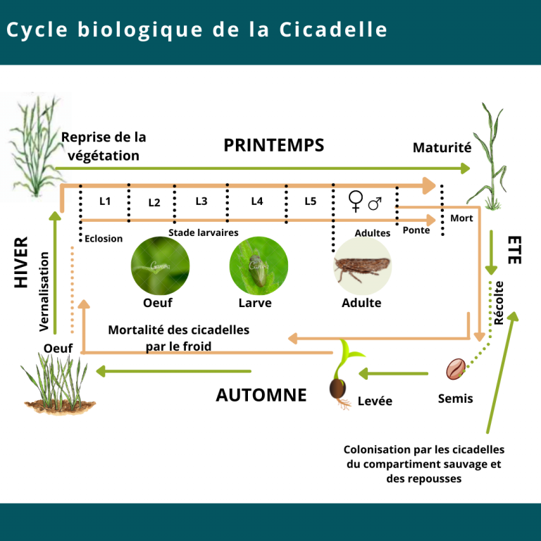 Lifescientific - 8- cycle des cicadelles